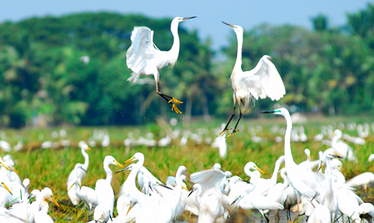 Kumarakom Bird Sanctuary